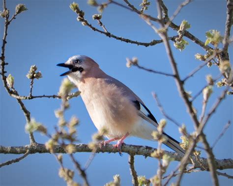 Arrendajo euroasiático Garrulus glandarius