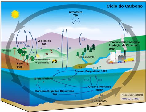 Ciclo Do Carbono Tudo O Que Você Precisa Saber