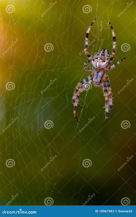 Spider 库存图片 图片 包括有 头发 交叉 巨大 渥太华 母狗 行程 蠕动 茴香 橙色 10967983