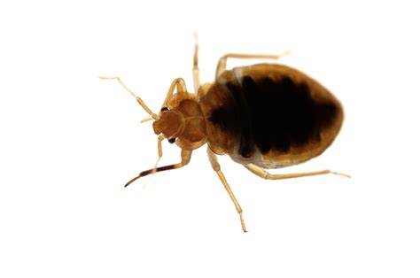 Bed Bug Control Mansfield | GB Pest Control Services