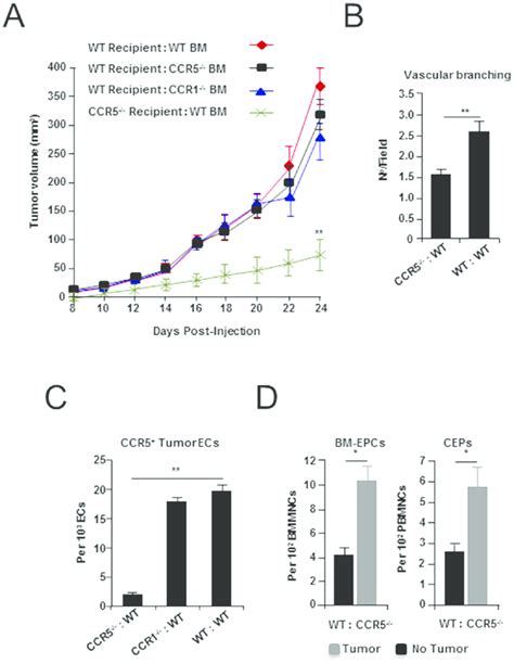 Tumor Growth And Angiogenesis In CCR5 Null Mice Transplanted With