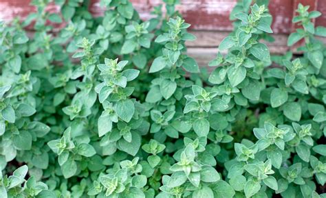 Best Herbs To Grow In Hardiness Zone Guide The Gardening Dad