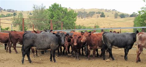 Pin by Jim Durham on Australian #5 Cattle Breeds | Breeds, Animals, Cattle