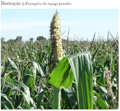 Anormalidades Em Espigas De Milho Portal Agriconline