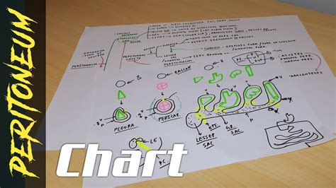 Peritoneum Anatomy Part 3 Pleura And Pericardium Charts By Tcml