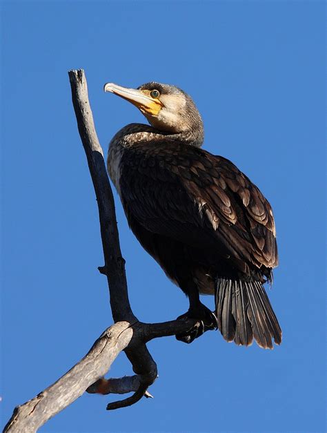 Corvo Marinho De Faces Brancas Great Cormorant Phalacro Flickr