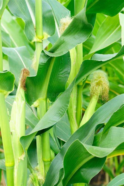 Corn Field And Corn Stock Photo Image Of Farm Freshness 57215656