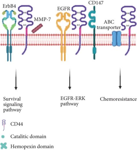 Cd44 And Interaction With Soluble Andor Cell Membrane Ligands A The