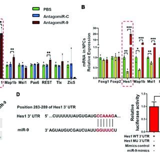 Hes Expression Is Negatively Regulated By Mir In Nscs A The