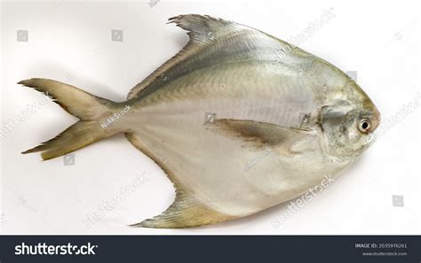 1 488 Pomfret Fishing Images Stock Photos Vectors Shutterstock