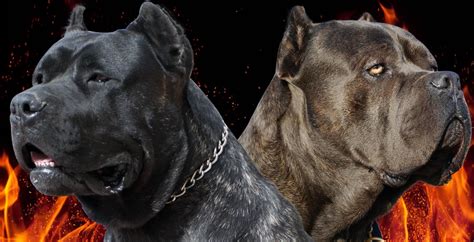 Presa Canario Vs. Cane Corso – Breed Comparison – SoCalPresa – Presa ...