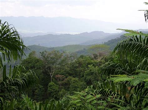 Mexico Rainforest Stock Photos Pictures And Royalty Free Images Istock