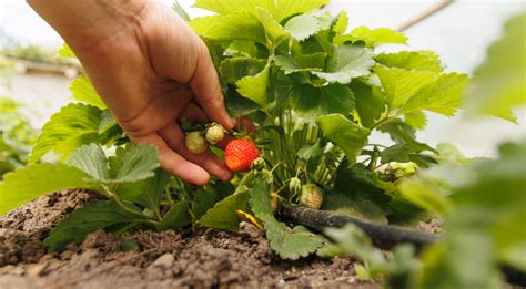 Fertirrigación del cultivo de la fresa en Huelva Hispalense de Líquidos