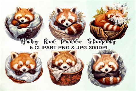 Baby Red Panda Sleeping Clipart Graphic by Venime · Creative Fabrica