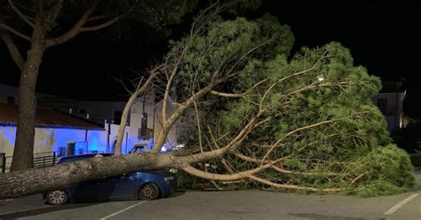 Cassano Grosso Albero Cade E Distrugge Un Auto Il Quotidiano Del Sud