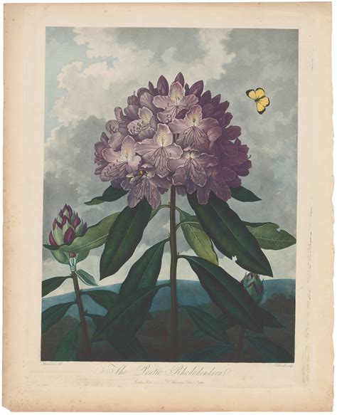 Thornton Pl. 26, The Pontic Rhododendron | The Temple of Flora