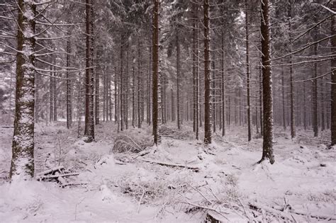 Bildet Tre Natur Skog Gren Sn Kald Vinter N L Anlegg Hvit