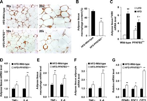 Disruption Of Pfkfb Ipfk Exacerbates Hfd Induced Adipose Tissue