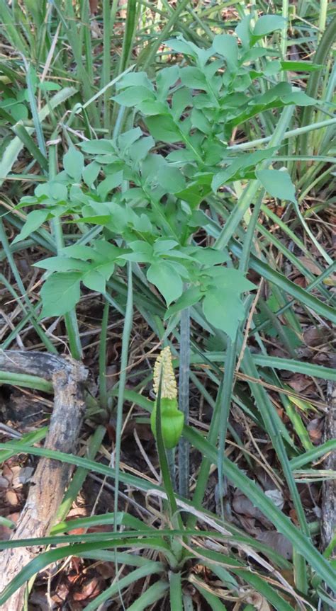 Taccarum weddellianum from Poconé Mato Grosso Brazil on November 04