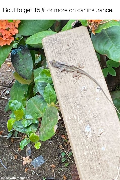 best gecko not drinking fast 5