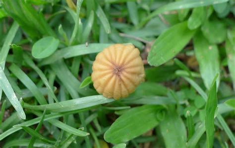 Pinwheel Mushroom Marasmius Rotula Project Noah