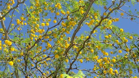 Acacia farnesiana – Sweet Acacia – Freund Flowering Trees, Inc.