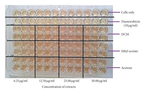 Image Showing A 96 Well Plate For The Mtt Assay Using Mouse Peritoneal Download Scientific