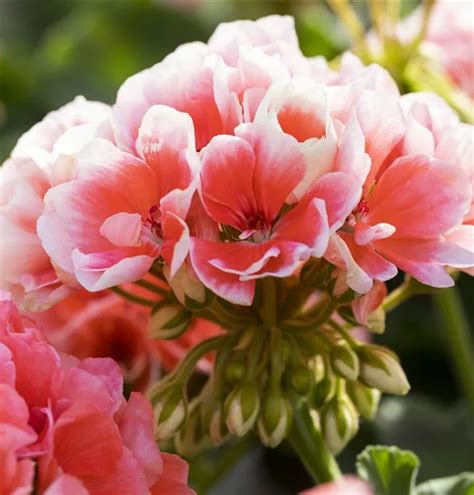 Pelargonium Zonale Sunrise Jessy Zonal Pelargonie Sunrise Jessy