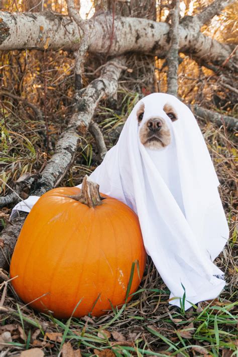 Dog Ghost Costume: Cheap And Simple Halloween Idea