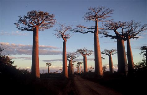 La Culture Malgache Ce Qui Fait La R Putation De Madagascar