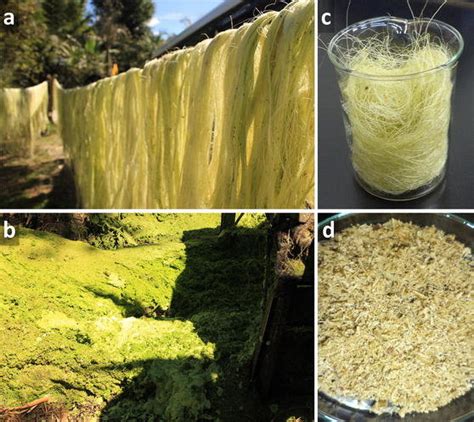 fique fibers  fique decortication residues  raw fique tow