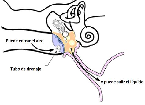 Política Sumamente elegante Lo anterior tubos drenaje oidos patio de