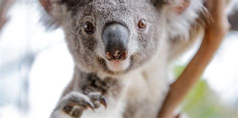 Wild Life Sydney Zoo, Sydney - Everything Australia