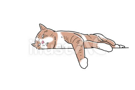 Free Vectors | Lazy cat