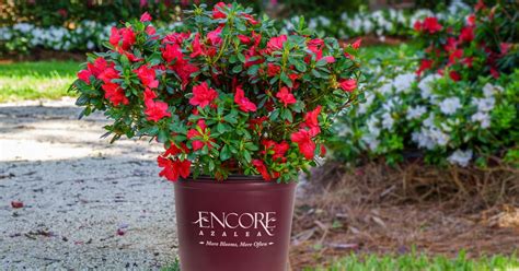 Plant Your Masterpiece with Encore Azaleas | Encore Azalea