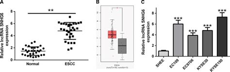 Expression Of LncRNA SNHG6 Is Upregulated In ESCC Tissues And Cell