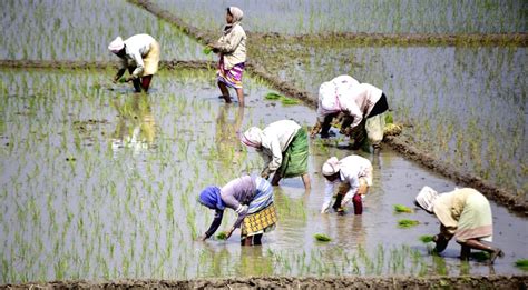 Paddy Transplantation