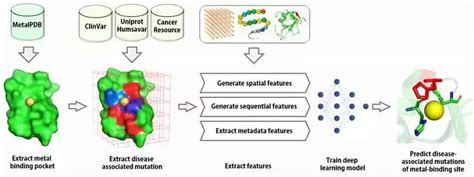 孙红哲 王俊文合作开发深度学习方法预测联系疾病的金属蛋白结合位点突变 学术资讯 科技工作者之家