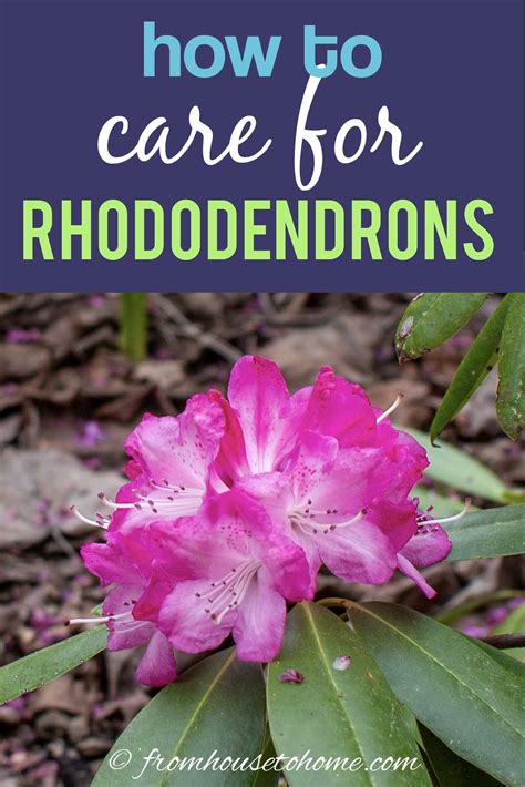 Rhododendron Care: How To Grow Beautiful Rhododendrons and Azaleas