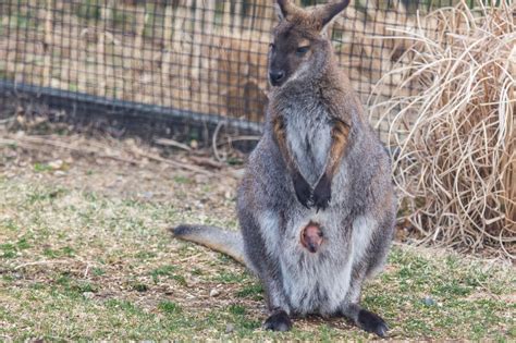 Wallaby: Profile and Information