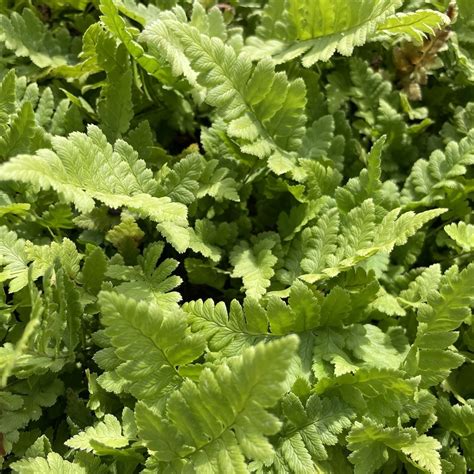 Dryopteris cristata - Bloemerij