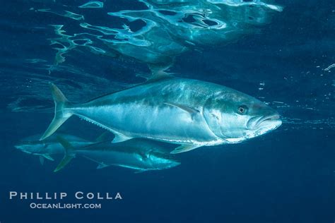 Yellowtail Kingfish At The South Neptune Islands Seriola Lalandi