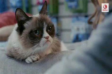 Trailer for Grumpy Cat Movie [VIDEO]