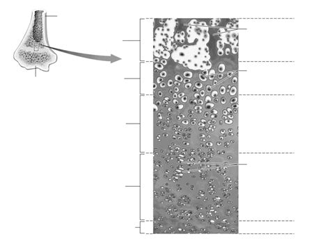Zones Of The Epiphyseal Plate Diagram Quizlet