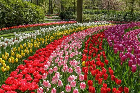 Hd Tulip Fields Amsterdam