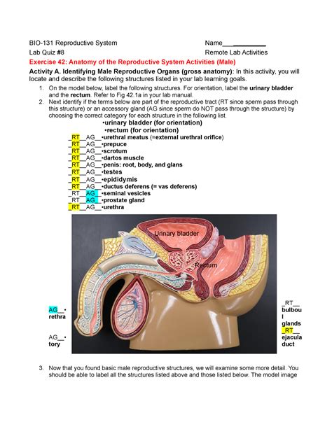 42 Labeling Reproductive System Quiz