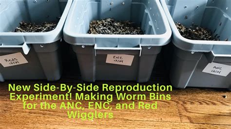 New Reproduction Side By Side Experiment Making A Worm Bin Red