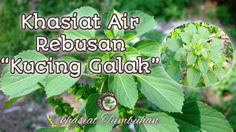 Khasiat Pokok Kucing Galak YouTube