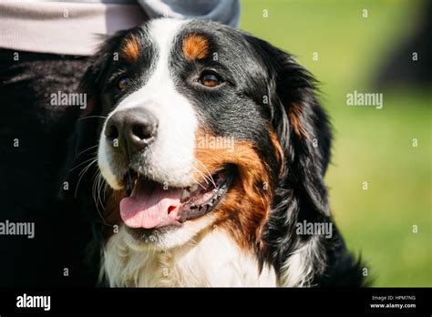 Chien De Ferme Bernois Berner Sennenhund Close Up Portrait De Chien