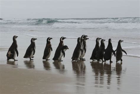 Ciclone Extratropical Deixa Quase Pinguins Mortos No Litoral De